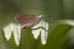 Asbolis