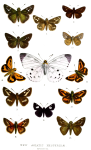 Триба: Taractrocerini

	Cephrenes