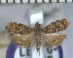 Asterivora