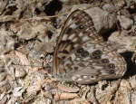 Asterocampa