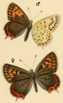 Подсемейство: Lycaeninae

	Lycaenini Athamanthia
