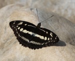 Athyma