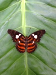 Tarattia