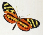 Athyrtis