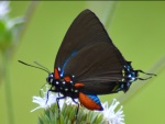 Atlides