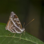 Euriphene