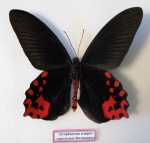 Atrophaneura
