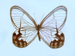 Pseudohaetera