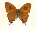 Ritra