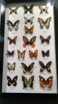 Morphopsis