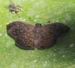 Camptopleura