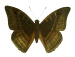 Auzakia