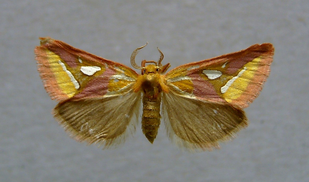Cimeliidae (Род)