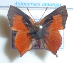 Axiocerses