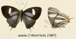 Thestius