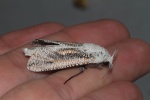 Azygophleps