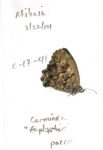 Moneuptychia