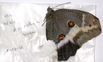 Dasyophthalma