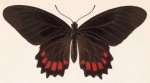 Mimoides