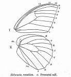 Hebomoia