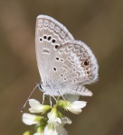 Echinargus