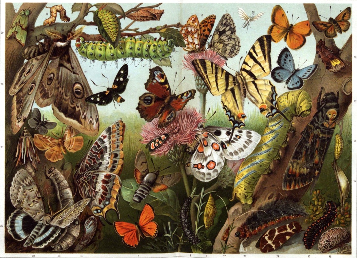 Micropsyche (Род)