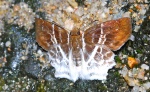 Odontoptilum