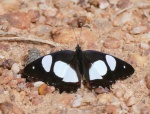 Pyrrhogyra