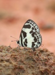 Discolampa