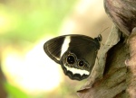 Zipaetis