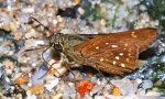 Pithauria