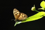 Heteronympha
