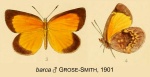 Deloneura