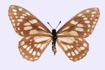 Подсемейство: Baroniinae

	Триба: Baroniini

	Baronia