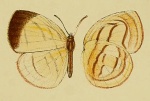 Batelusia