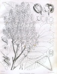 Подсемейство: Biblidinae

	Триба: Biblidini

	Подтриба: Ageroniina

	Batesia