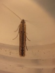 Batrachedra