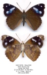 Cybdelis