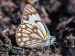 Belenois