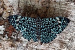 Ectima