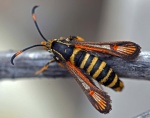 Bembecia