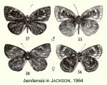 Hypophytala