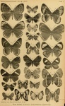 Lamprolenis