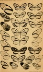 Mcclungia