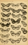 Haenschia