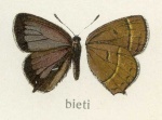 Esakiozephyrus