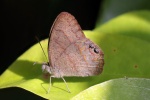 Cyllopsis