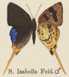 Phocides