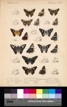 Codatractus