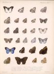 Euptychia